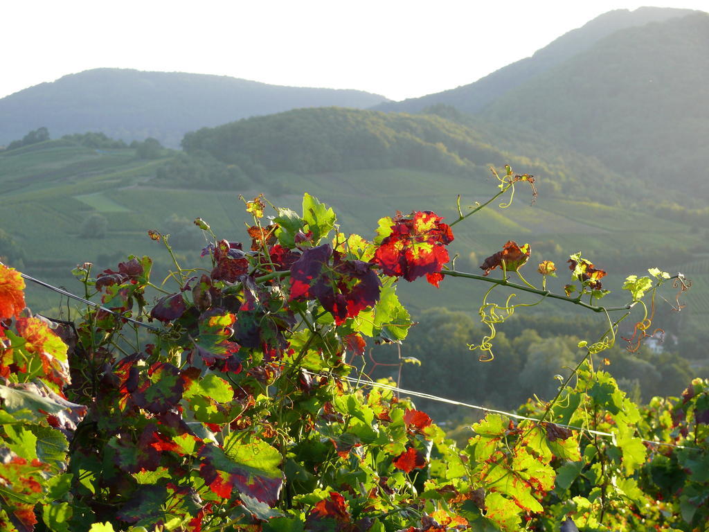 Landhotel Sonnenhof Siebeldingen ภายนอก รูปภาพ